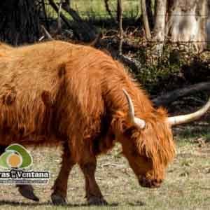 Estancia Mahuida Co