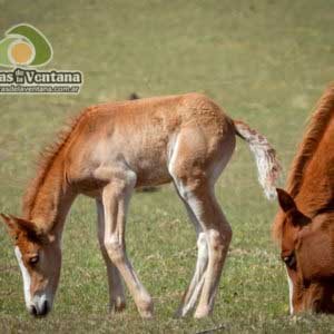 Estancia Mahuida Co